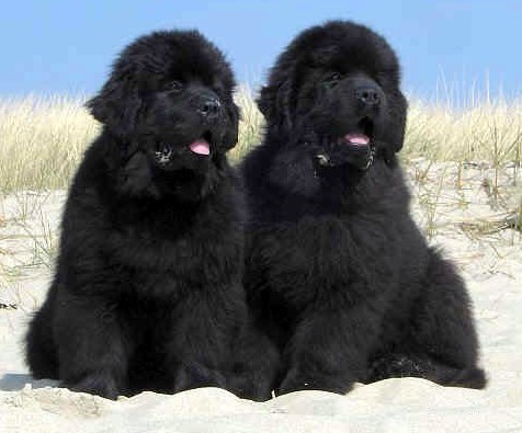 ★我们是搜救英雄!作文-搜救英雄