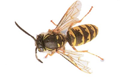 ★我们是搜救英雄!作文-搜救英雄